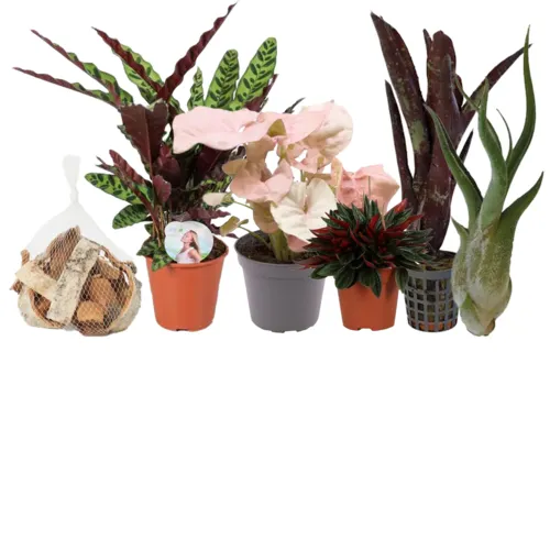 Kamerplanten Kamerplanten