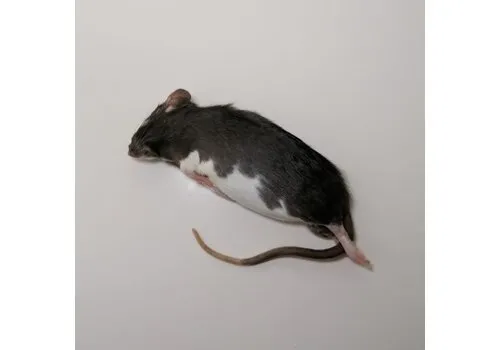 Junai.nl Diepvries middel rat 90–120 gram