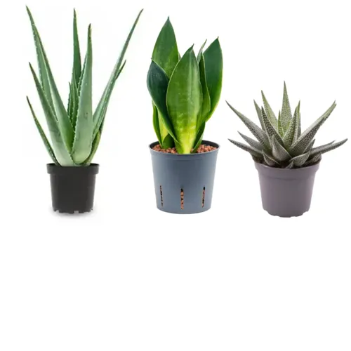 Vetplanten