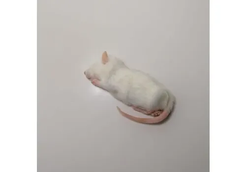 Junai.nl Diepvries ratten klein – 1 kilo voordeel