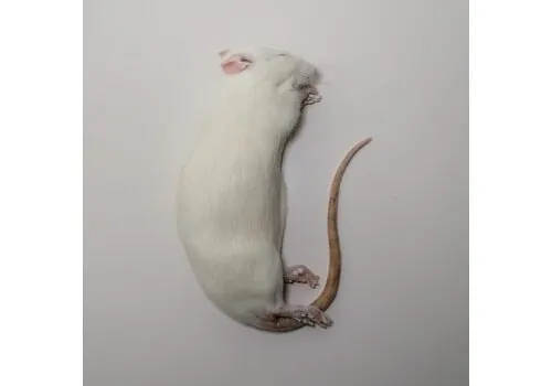 Junai.nl Diepvries volwassen ratten 175–300 g – 1 kilo voordeel