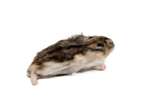 Junai.nl Diepvries hamster volwassen 20–50 gram