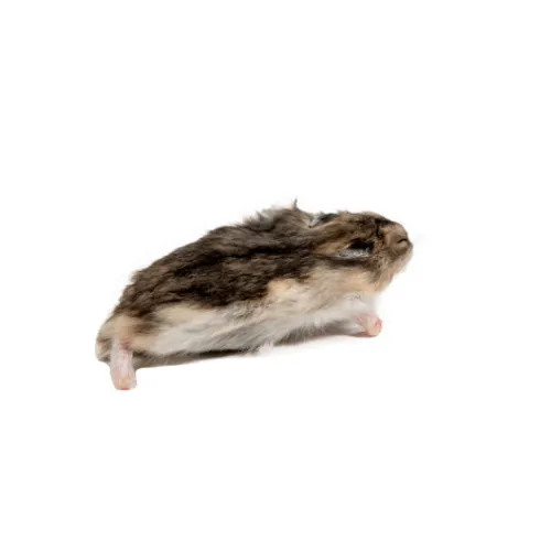 Junai.nl Diepvries hamster volwassen 20–50 gram