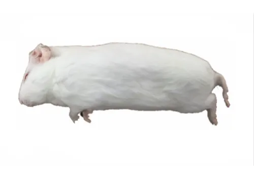 Junai.nl Diepvries cavia 200–500 gram