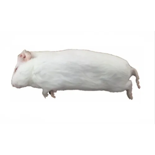 Junai.nl Diepvries cavia 200–500 gram