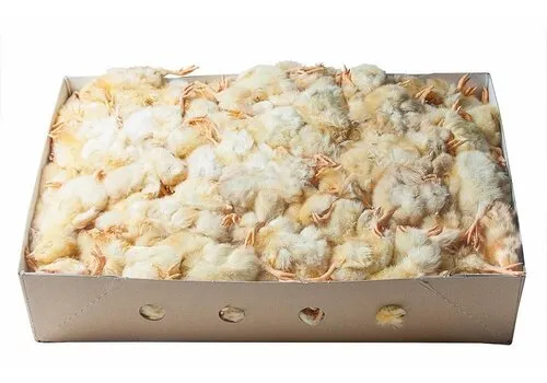 Junai.nl Diepvries eendagskuikens – 10 kilo bulkverpakking