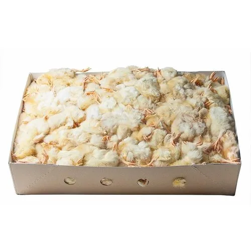 Junai.nl Diepvries eendagskuikens – 10 kilo bulkverpakking