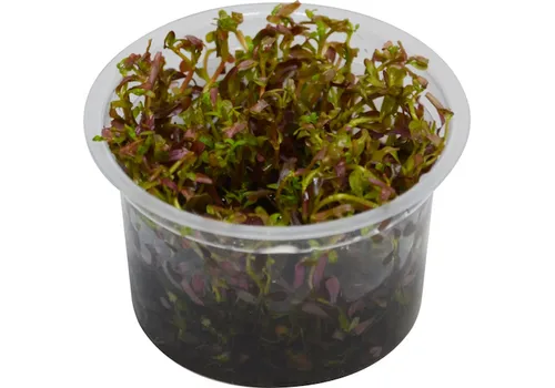 Easy Grow Rotala Blood Red | In vitro cup