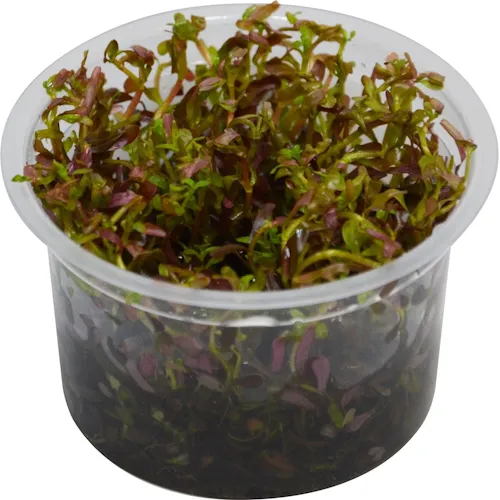 Easy Grow Rotala Blood Red | In vitro cup