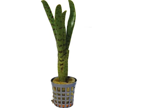 Aquafleur Neoregelia Punctatissima