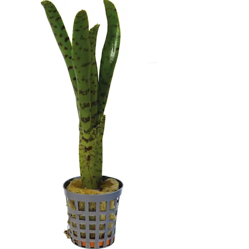 Aquafleur Neoregelia Punctatissima