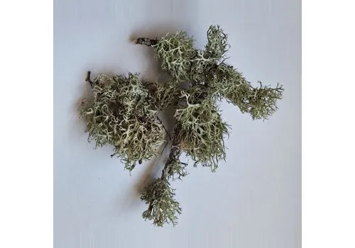 Junai.nl Takjes met zilvermos in doos