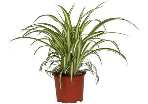 Junai.nl Konijnengras | Chlorophytum Variegatum | In 12 cm Pot