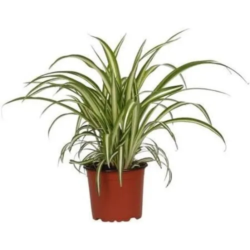 JUNAVERA Konijnengras | Chlorophytum Variegatum | In 12 cm Pot