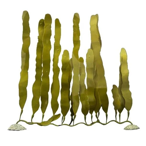 Aqua D'ella Kunstplant Caulerpa Aqua D'ella Kunstplant Caulerpa