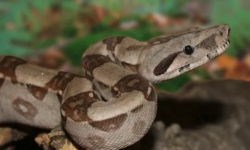 Boa Constrictor Imperator 