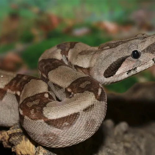 Boa Constrictor Imperator 