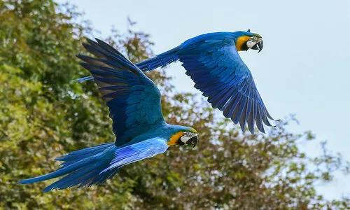 Blauwgele Ara