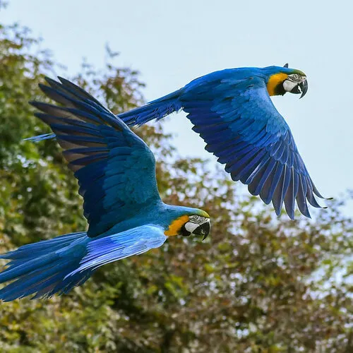 Blauwgele Ara