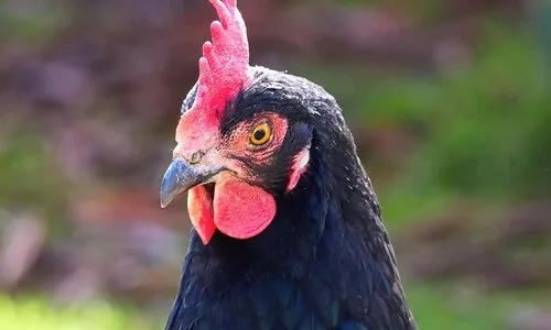 Barnevelder krielkip
