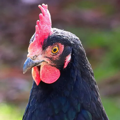 Barnevelder krielkip