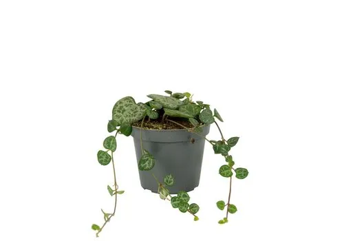 Junai.nl Lantaarnplantje Ceropegia Woodii in 9 cm pot