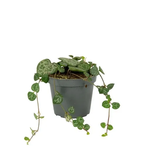 Junai.nl Lantaarnplantje Ceropegia Woodii in 9 cm pot