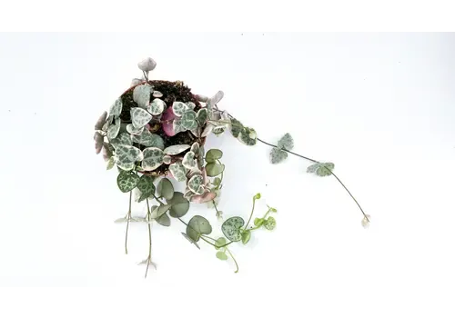 JUNAVERA Ceropegia Woodii Variegata – Lantaarnplantje in 9 cm pot