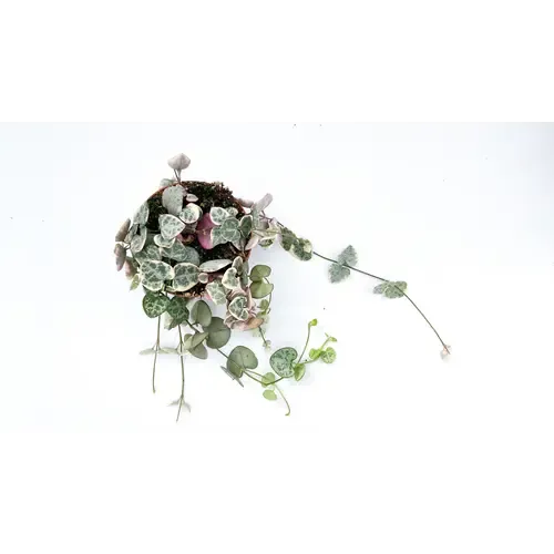 JUNAVERA Ceropegia Woodii Variegata – Lantaarnplantje in 9 cm pot