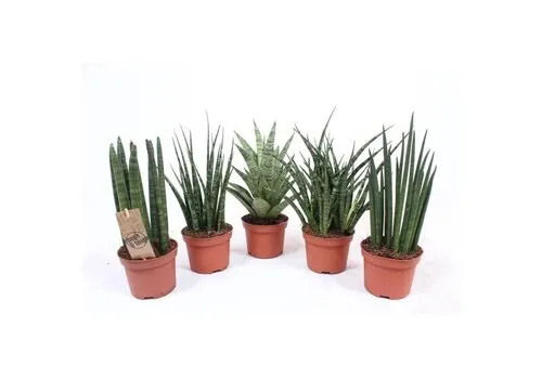 JUNAVERA Sansevieria mix | Per stuk | – 8 cm pot, 25 cm hoogte