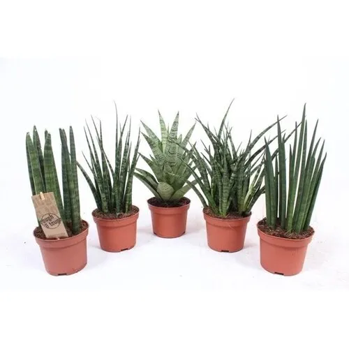 Junai.nl Sansevieria mix | Per stuk | – 8 cm pot, 25 cm hoogte