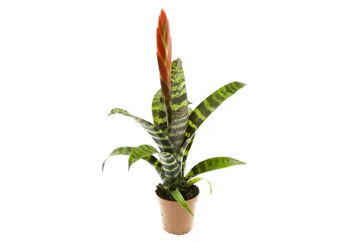 Junai.nl Vriesea ‘Era’ – 9 cm pot, 52 cm hoog