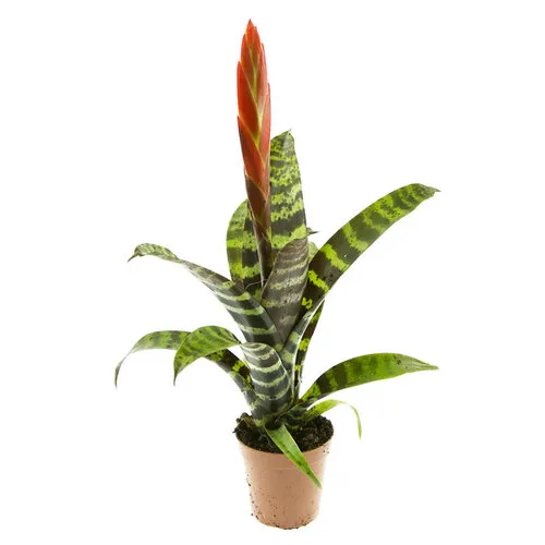Junai.nl Vriesea ‘Era’ – 9 cm pot, 52 cm hoog