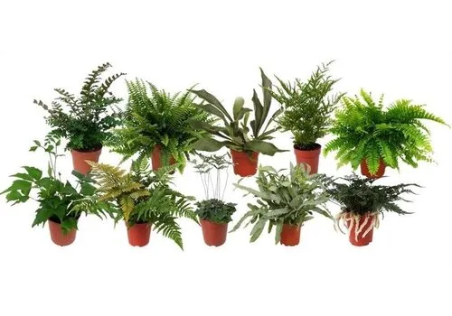 Junai.nl Varens mix – 8 cm pot, 20 cm hoog