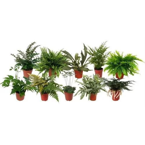 Junai.nl Varens mix – 8 cm pot, 20 cm hoog