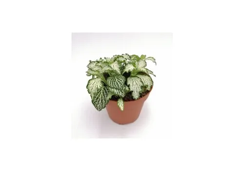 Junai.nl Fittonia ‘White Tiger’ – 8 cm pot, 12 cm hoog