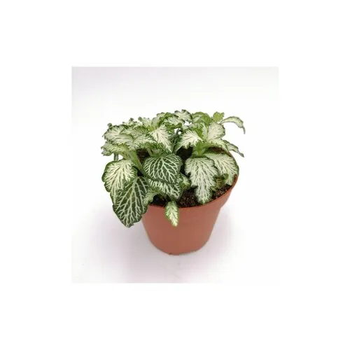 Junai.nl Fittonia ‘White Tiger’ – 8 cm pot, 12 cm hoog