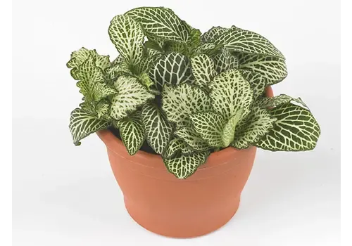 Junai.nl Fittonia ‘White Whisper’ – 5 cm pot, 12 cm hoog, 3 stekken
