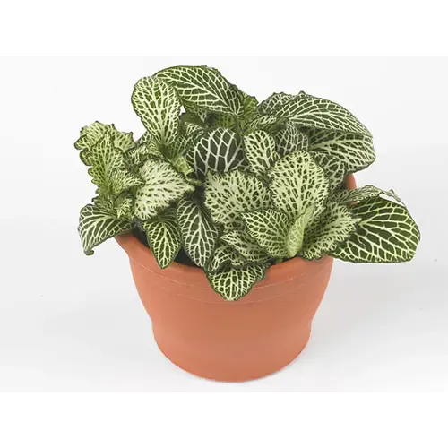 Junai.nl Fittonia ‘White Whisper’ – 5 cm pot, 12 cm hoog, 3 stekken