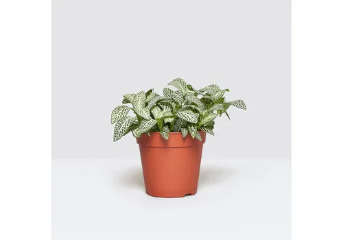 Junai.nl Fittonia ‘White Flame’ – 5 cm pot, 12 cm hoog