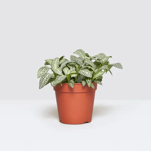 Junai.nl Fittonia ‘White Flame’ – 5 cm pot, 12 cm hoog