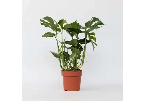 JUNAVERA Monstera deliciosa – 17 cm pot, 70 cm hoog, 3 stekken