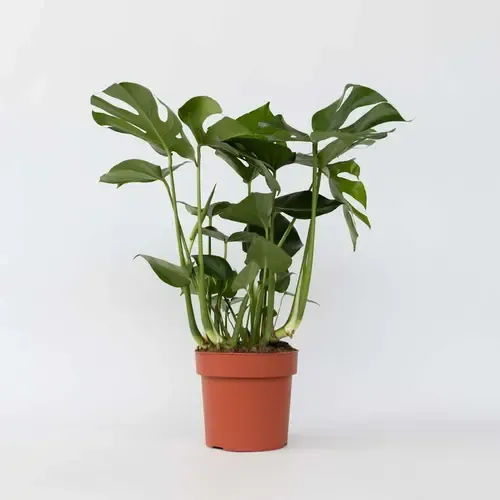 Junai.nl Monstera deliciosa – 17 cm pot, 70 cm hoog, 3 stekken
