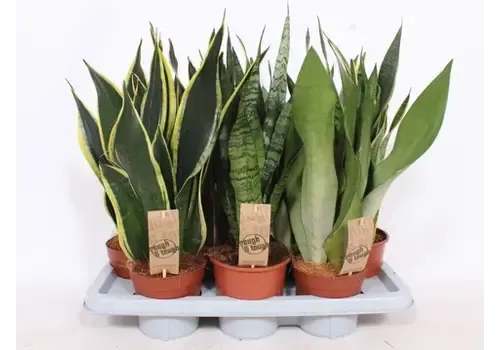 Junavera Sansevieria mix | Per stuk | – 6 cm pot, 20 cm hoog