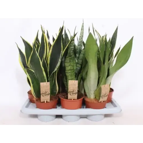 Junavera Sansevieria mix | Per stuk | – 6 cm pot, 20 cm hoog
