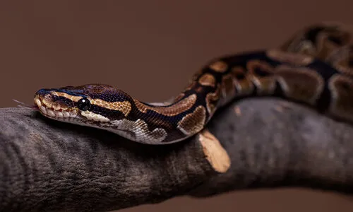 Koningspython - Balpython