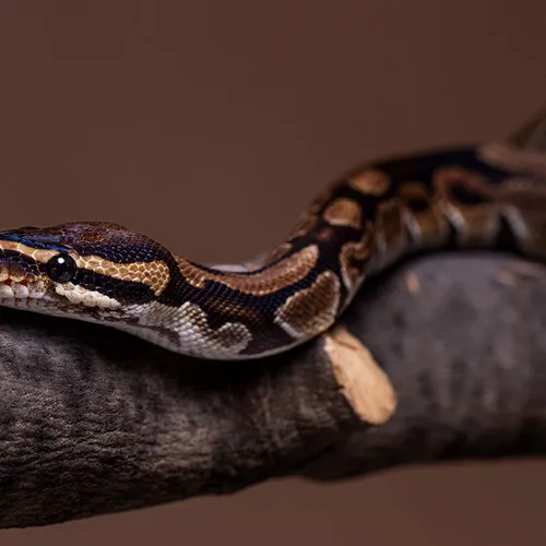 Koningspython - Balpython