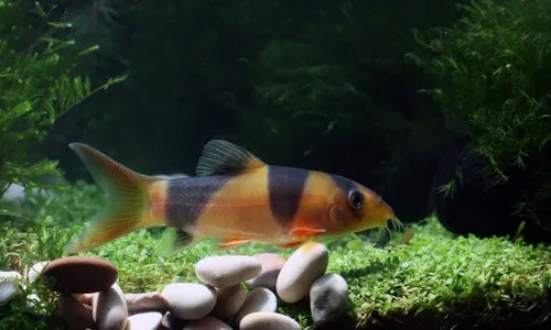 Clownbotia - Chromobotia Macracanthus