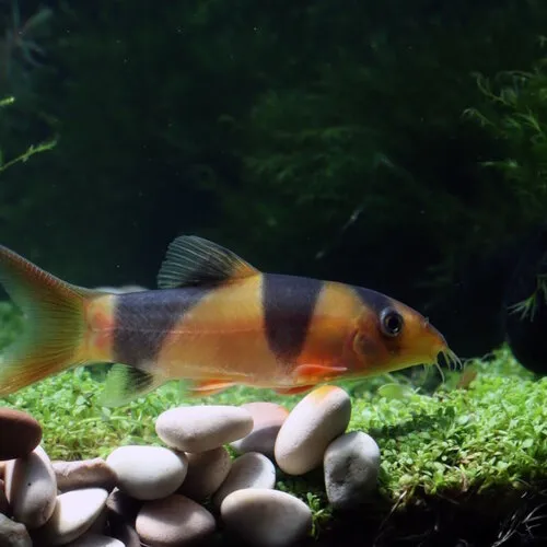 Clownbotia - Chromobotia Macracanthus
