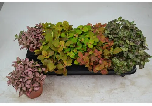 Junai.nl Fittonia mix – 12 cm pot, 17 cm hoog
